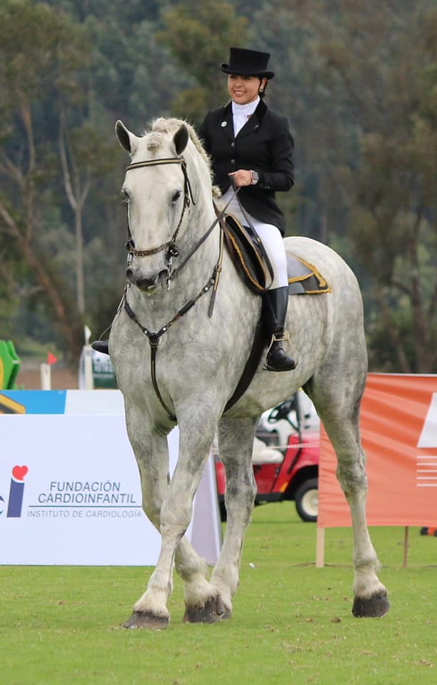 Pay Per View Montado, Percheron Stallion @Criadero Sumatambo